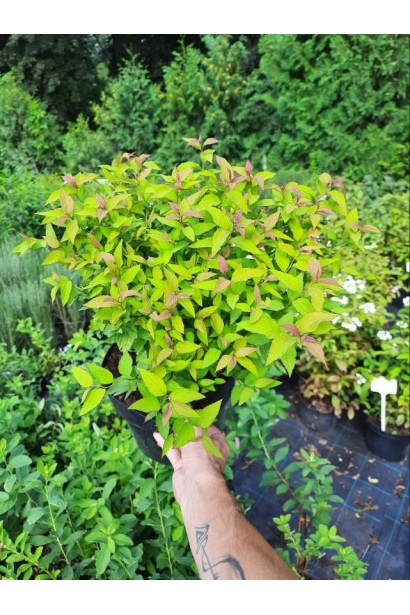 Спірея японська Голдфлейм - 5л/вис.40-50см/Ø30-40см